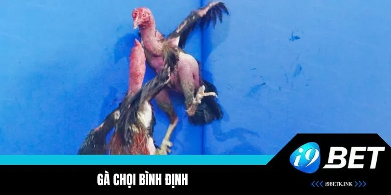 Khám phá chọi gà Bình Định đình đám 