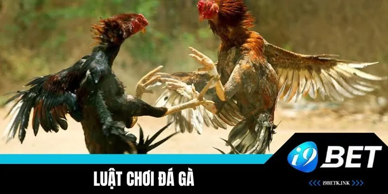 Luật Chơi Đá Gà